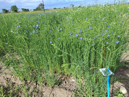 Click for 1 image(s) for this accession.